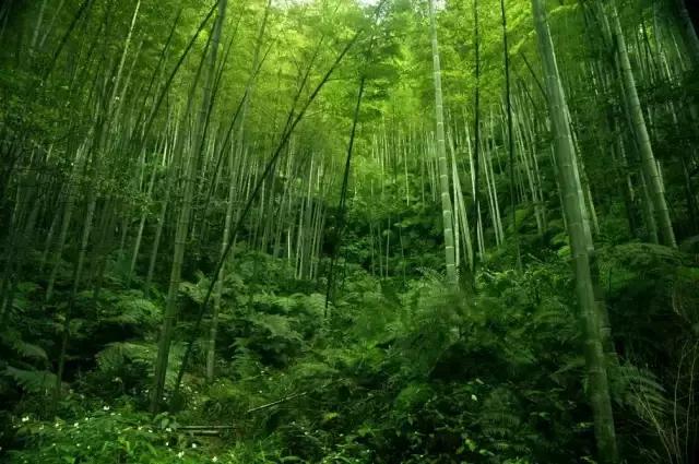 6月起，四川这些地方简直美得一塌糊涂，够你玩整年