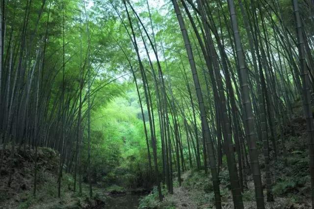 6月起，四川这些地方简直美得一塌糊涂，够你玩整年