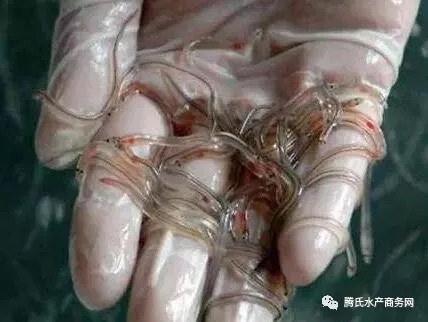 透明鳗鱼苗图片
