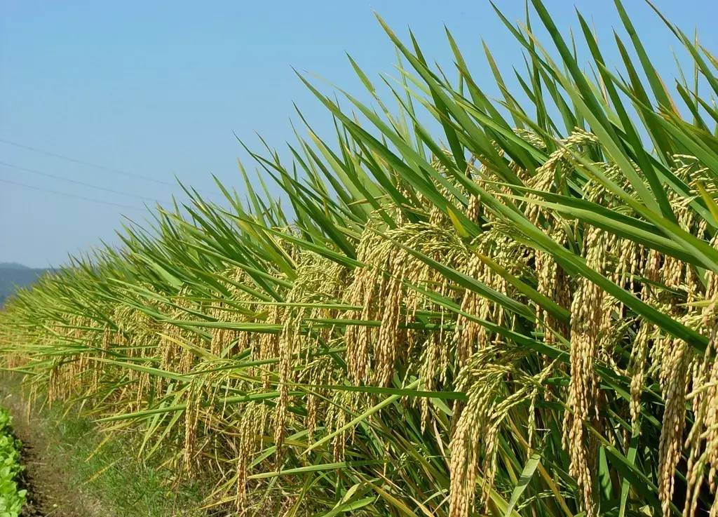 水稻种植技术对水稻产量和品质的影响有多大?