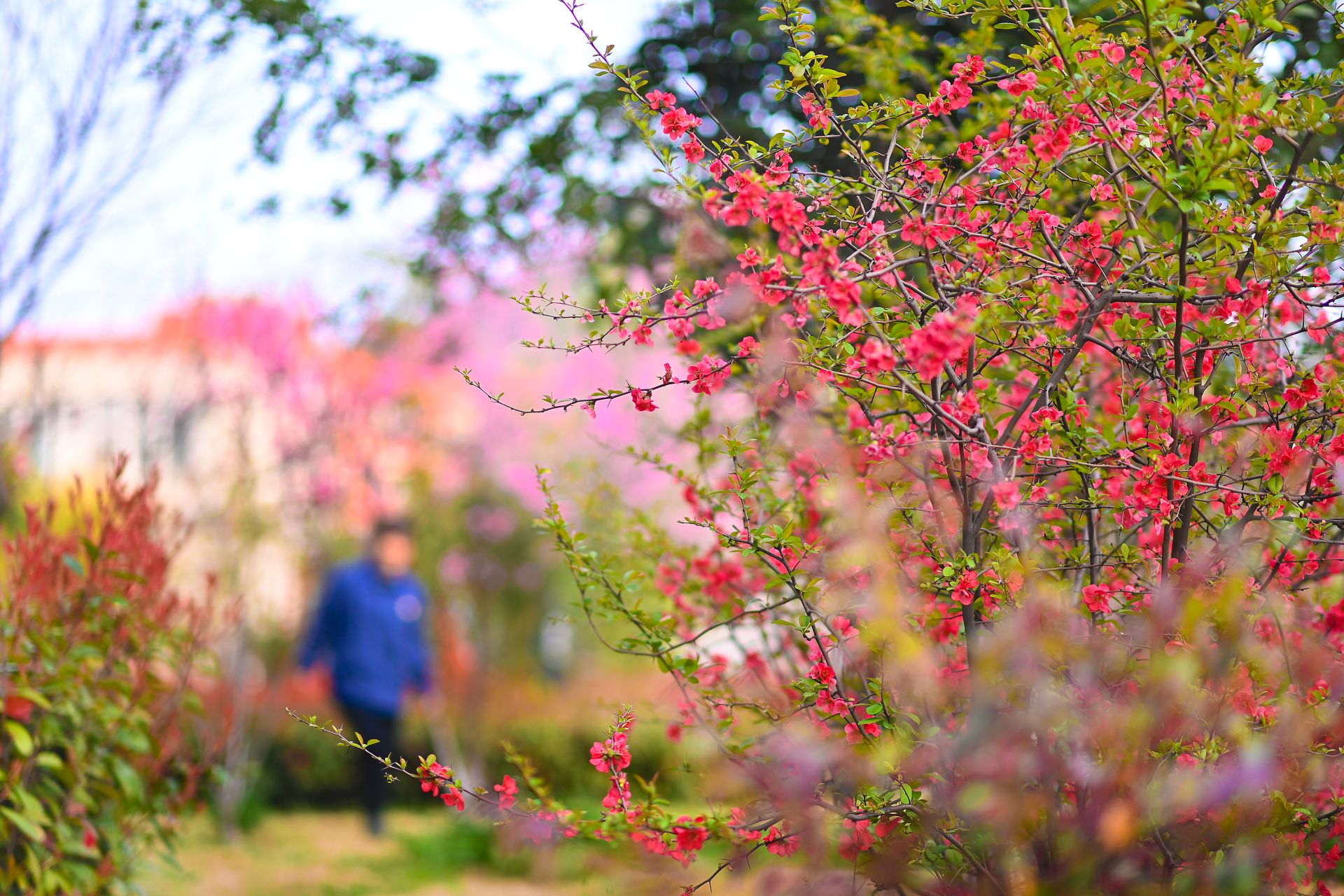 3月，当翠绿的树叶挂满枝头，粉红的桃花羞答答静悄悄地开着，火一样的山茶花热情绽放。东风德纳车桥十堰工厂内，“品牌向上”这颗种子早已在员工心中生根发芽。刘鸿飞/摄