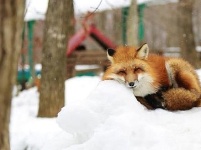 日本的狐狸村 它们可爱又友好