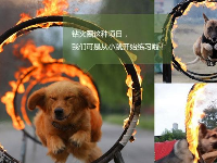 中国军犬酷拍：钻火圈叼炸药包吃面条