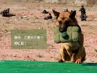 中国军犬酷拍：钻火圈叼炸药包吃面条