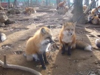 日本的狐狸村 它们可爱又友好