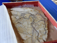 美国向中国移交22件文物 1件古生物化石