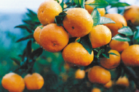 橘椒桃变奏曲——农业供给侧结构性改革的衢州探索