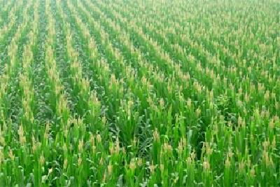 国内外的种子企业积极支持湖北农业抗灾救灾