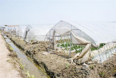 武汉汉南因大雨受灾严重 农民抢种快生蔬菜开展自救