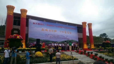 第五届湖北·麻城菊花产业发展暨文化旅游节开幕