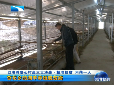 精准扶贫 不落一人 红安杏花乡的湖羊养殖脱贫路