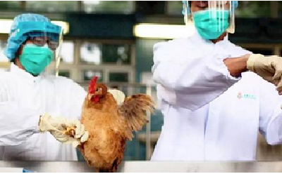 湖北省确诊2例H7N9病例 专家提醒：勿购买活禽
