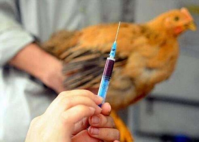 【提醒】H7N9禽流感已进入高发期 避免接触活禽是预防关键