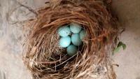 注意！在神农架国家公园捡鸟蛋或将面临5000元处罚