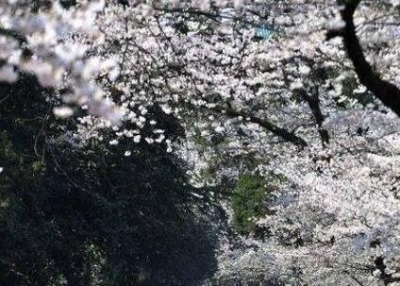 周末雨水光顾江城 樱花或被雨打风吹去