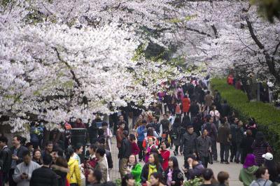 武大樱花节移动大数据出炉 18万人次共赏珞樱