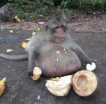 游客投喂太多食物 泰国猴子吃成15公斤“胖叔”