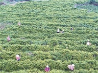 恩施丨来凤藤茶种植托起致富梦