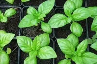这些植物养在家里 蚊虫不见了！