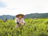 恩施丨来凤藤茶种植托起致富梦