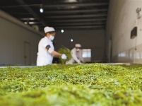 恩施丨来凤藤茶种植托起致富梦