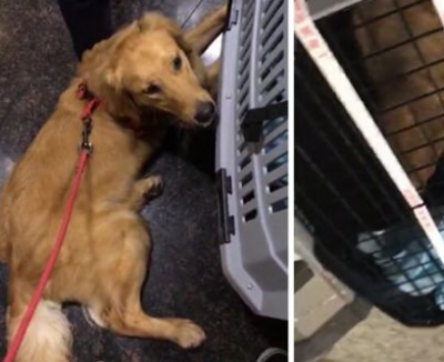 金毛犬托运受重伤续：航空公司垫付部分救治费