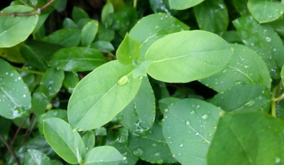 今天局部阵雨 明后天小到中雨 武汉连续三天雨水洗浮尘