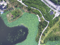 武汉沙湖公园“荷”你有约