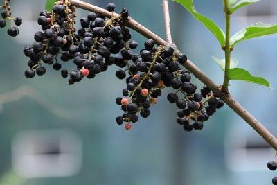 外形酷似桑葚 湖北发生多起误食马桑果中毒事件