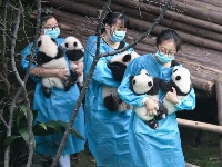 成都：今年新生大熊猫宝宝集体亮相