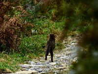 好萌！珍稀动物豹猫现身湖北后河国家级自然保护区