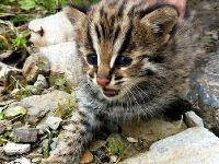 好萌！珍稀动物豹猫现身湖北后河国家级自然保护区