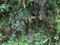 好萌！珍稀动物豹猫现身湖北后河国家级自然保护区