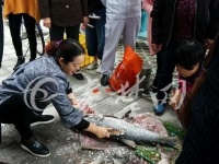 丹江口大坝泄洪 市民争相捕鱼