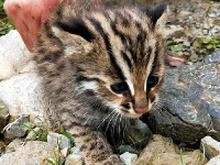 好萌！珍稀动物豹猫现身湖北后河国家级自然保护区