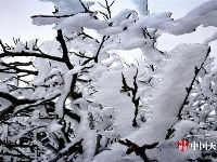 神农架现罕见冰挂景观 