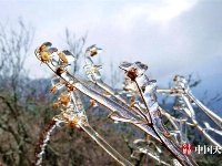 神农架现罕见冰挂景观 