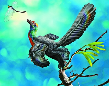 中国发现1.61亿年前“彩虹恐龙”：羽毛绚丽如蜂鸟