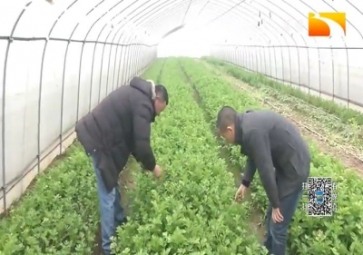 生态蔬菜这样卖最走俏！荆州江陵樊师傅有诀窍