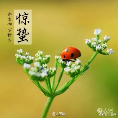 今日惊蛰：一年之计，不负春光