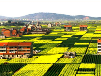 武穴的油菜花海 总有让你意想不到的美！