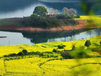 武穴的油菜花海 总有让你意想不到的美！
