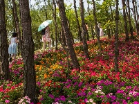 百花争艳   情园有约 