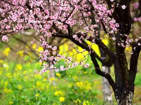 武穴的油菜花海 总有让你意想不到的美！