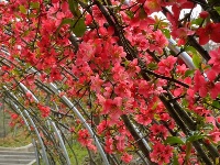 百花争艳   情园有约 