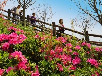 百花争艳   情园有约 