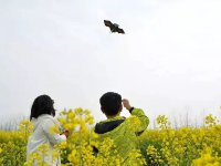 武穴的油菜花海 总有让你意想不到的美！