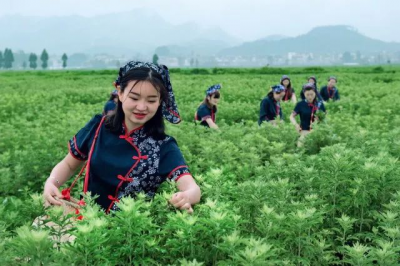 一棵小艾草 一个大产业——湖北省蕲春县发展大健康产业的生动实践