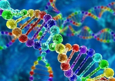 中国人体内出现转基因作物中常见基因？纯属谣言 