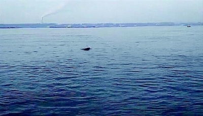 黄冈长江段惊现戏水江豚群：最大一头约有1.5米长